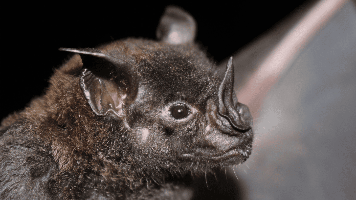 A bat hanging upside down.