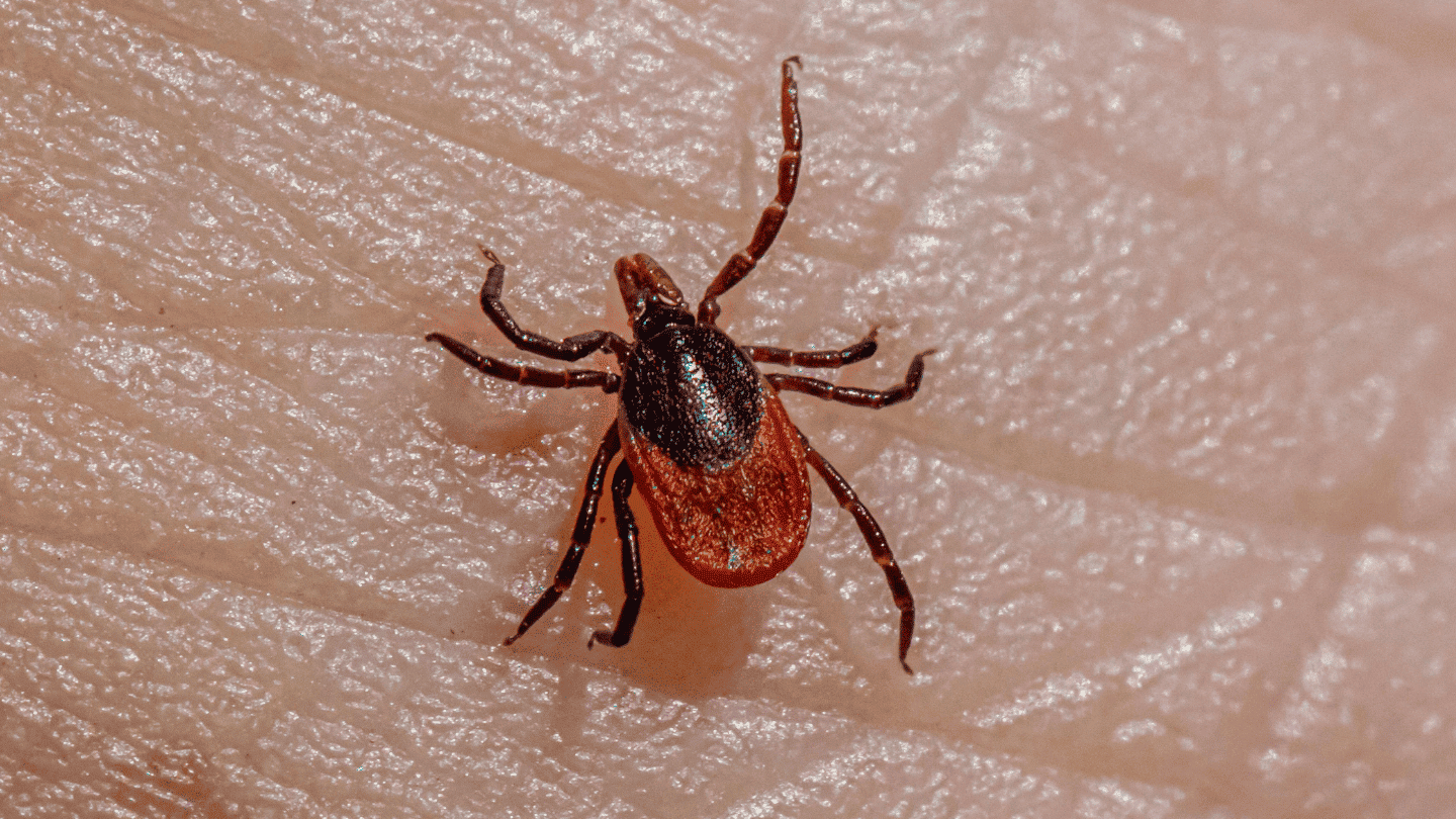 A close-up of a tick.